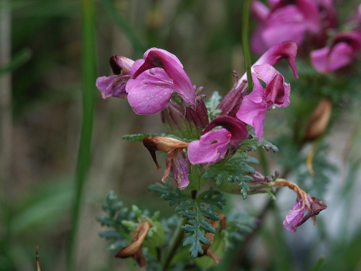 Pedicularis rostratocapitata